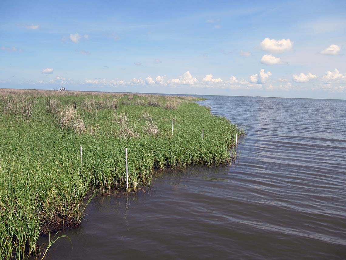 A coastal marsh A coastal marsh
